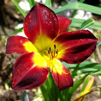 Hemerocallis Persian Ruby